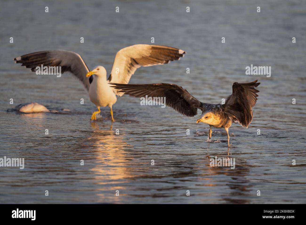 Möwen kämpfen am Strand um einen Fisch. Selektiver Fokus auf schwarze Möwe. Stockfoto