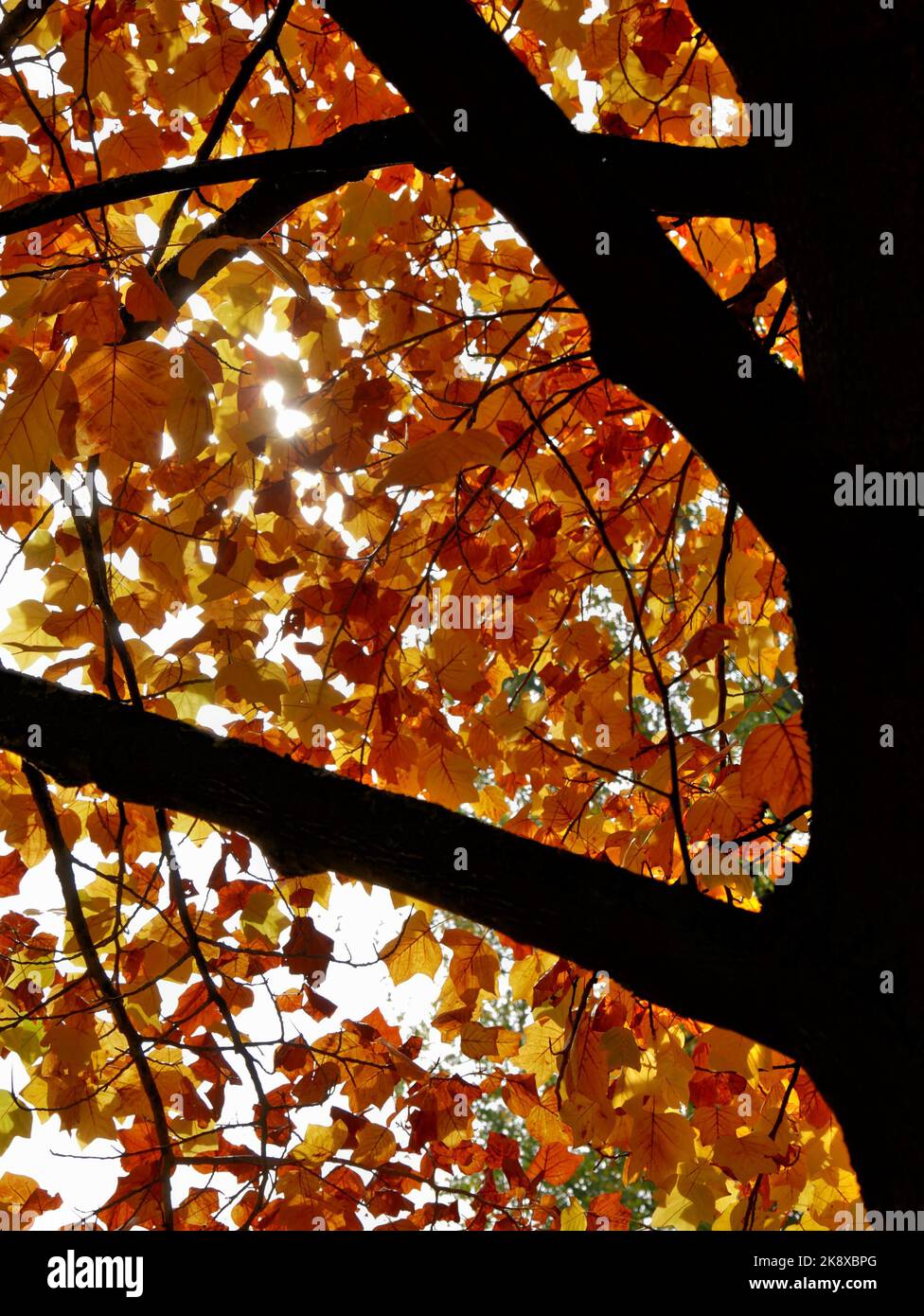 Silhouette eines Baumstammes, dessen buntes Laub vom Licht durchzogen wird Stockfoto