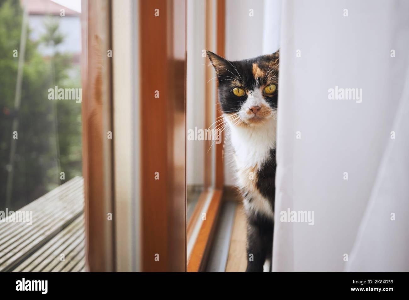 Neugierige tabby Katze sitzt hinter Vorhang auf Fensterbank und Blick auf die Kamera. Stockfoto