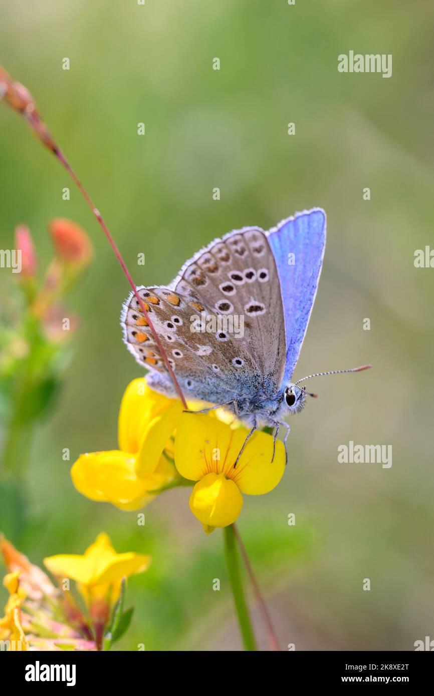 Der Adonis-Blauschmetterling - Polyommatus bellargus - ruht auf einer Blüte des gewöhnlichen Vogelfußblatts, Eier und Speck, Vogelfußdeervetch oder bir Stockfoto