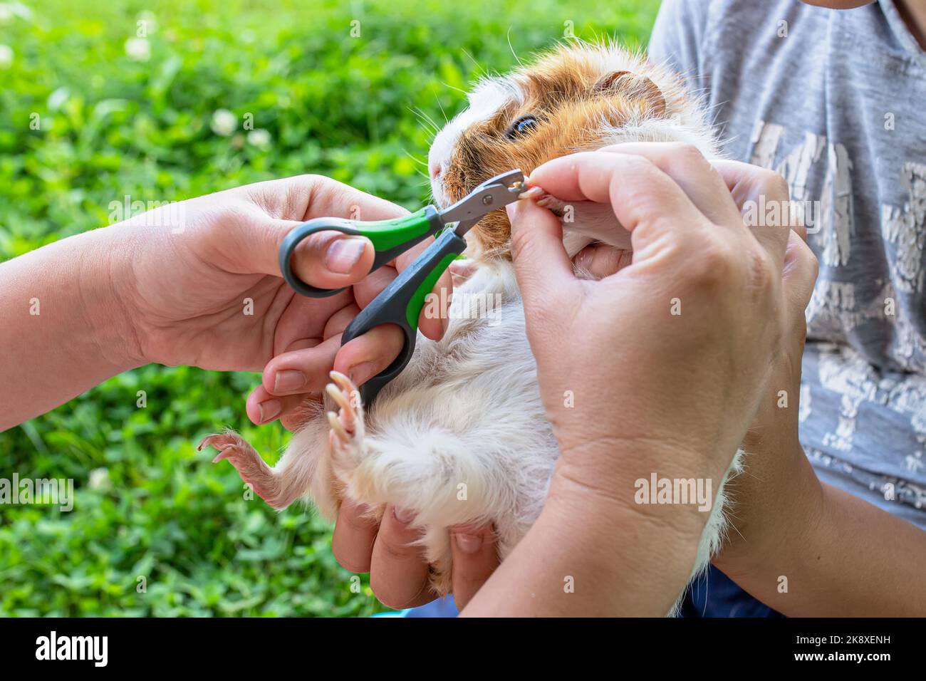 Hände zum Trimmen der Krallen von Meerschweinchen mit