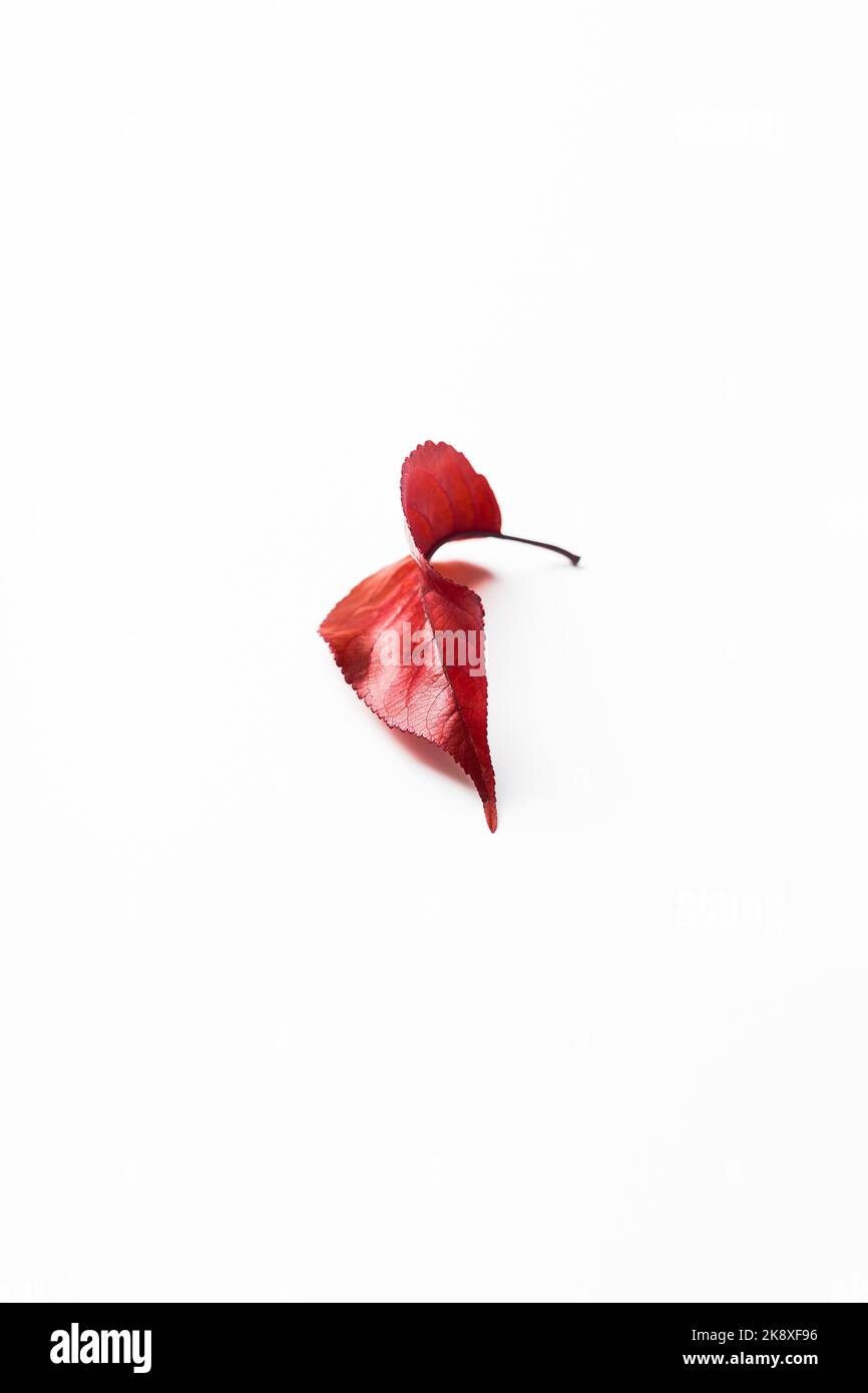 Herbst rotes Blatt auf weißem Tisch. Minimalismus. Stockfoto