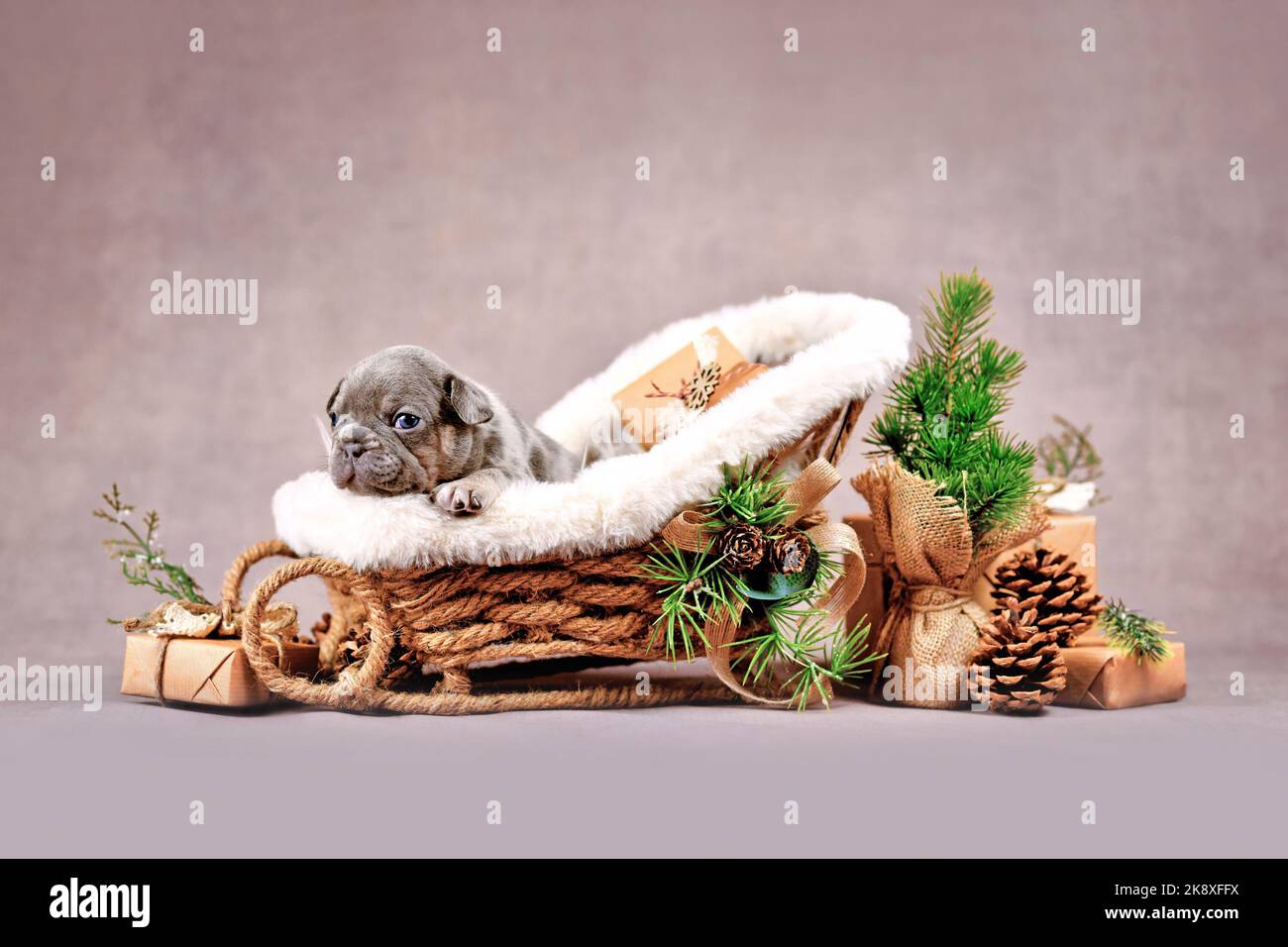 Merle Französisch Bulldog Hund Welpen in Weihnachten Schlittenkutsche umgeben von saisonalen Dekoration Stockfoto