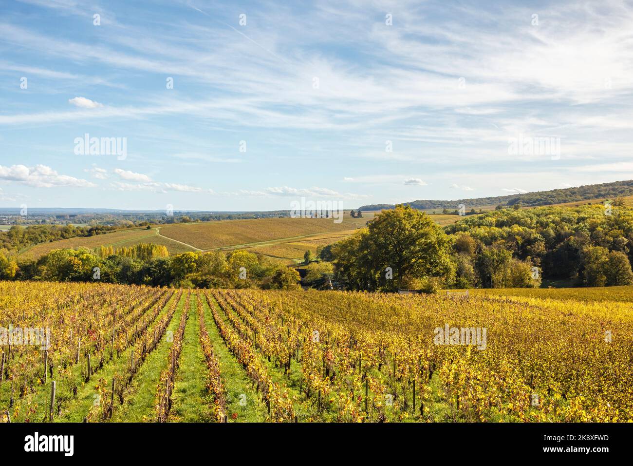 Frankreich, Cher, Sancerre, Dorf beschriftet Les Plus Beaux Villages de France, die schönsten Dörfer Frankreichs, Sancerre Weinberge im Herbst Stockfoto