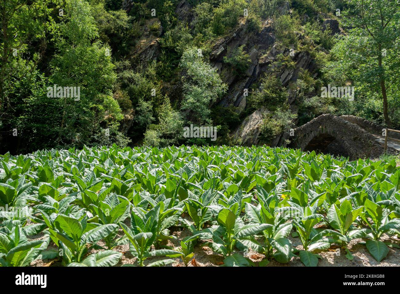 Tabakplantage.La Massana.Andorra Stockfoto