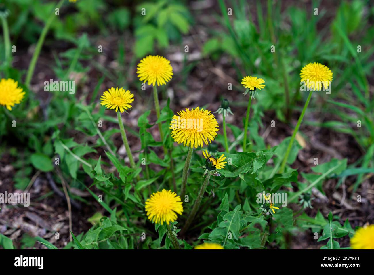 Blühender gelber Dandelion in grünem Gras, selektiver Fokus. Frühlingsblumen. Natürlicher Hintergrund Stockfoto
