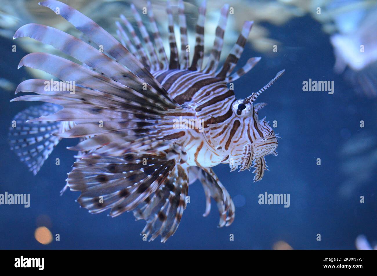 Lionfish |, aufgenommen im Vancouver Aquarium mit einer Nikon D5100 Stockfoto