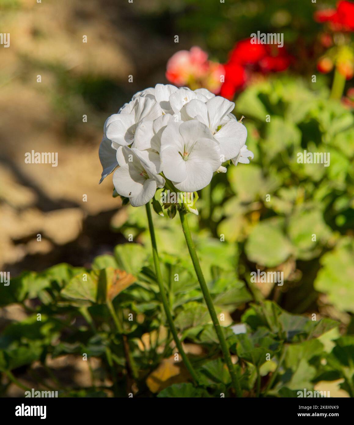 Blumen in wilder Natur Stockfoto