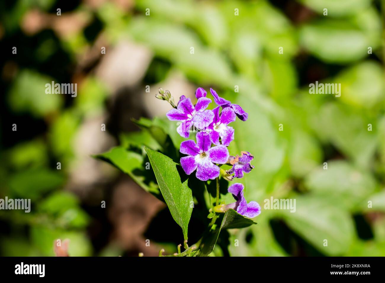 Blumen in wilder Natur Stockfoto