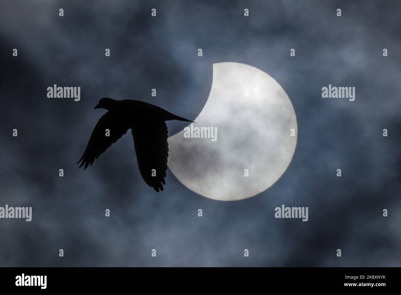 London, Großbritannien. 25.. Oktober 2022. Wetter in Großbritannien: Ein Vogel passiert die partielle Sonnenfinsternis, die von der Spitze des Greenwich Parks aus gesehen wird, und erreicht ihr Maximum, wobei der Mond 15,17 % des Sonnenbereichs versteckt, was der Dunkelwert der Finsternis ist. Kredit: Guy Corbishley/Alamy Live Nachrichten Stockfoto