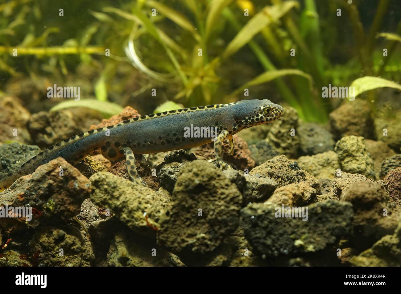 Nahaufnahme eines männlichen Alpenmolchens (Ichthyosaura alpestris) Stockfoto