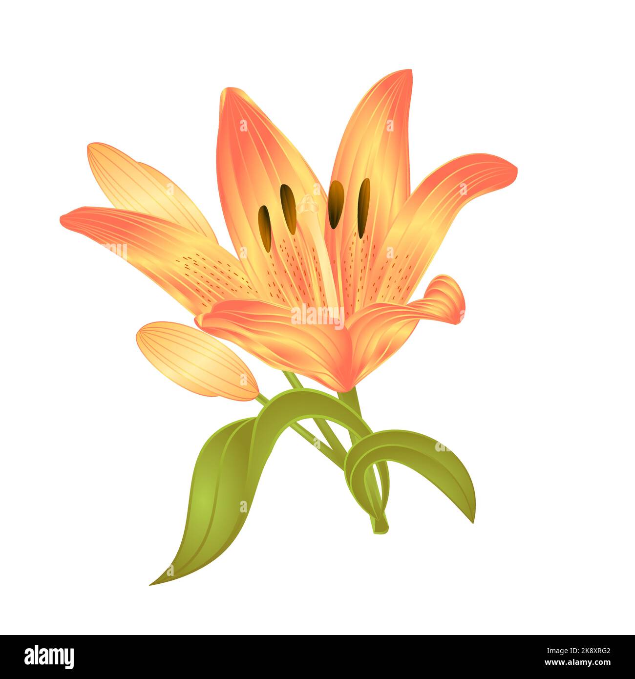 Gelbe Lilie Lilium Candidum, Blume mit Blättern und Knospe auf weißem Hintergrund Vektor-Illustration editierbar von Hand gezeichnet Stock Vektor