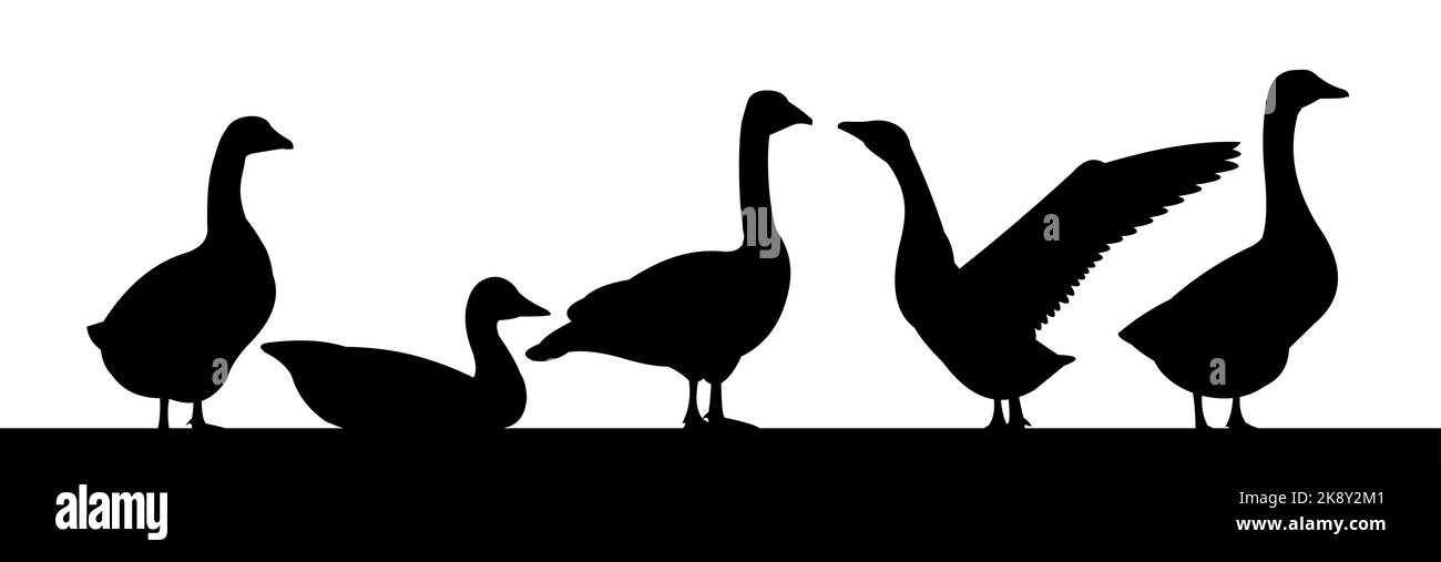 Gänse grasen. Landschaft Schwarz Silhouette. Landwirtschaftlicher Vogel. Objekt auf weißem Hintergrund isoliert. Vektor. Stock Vektor