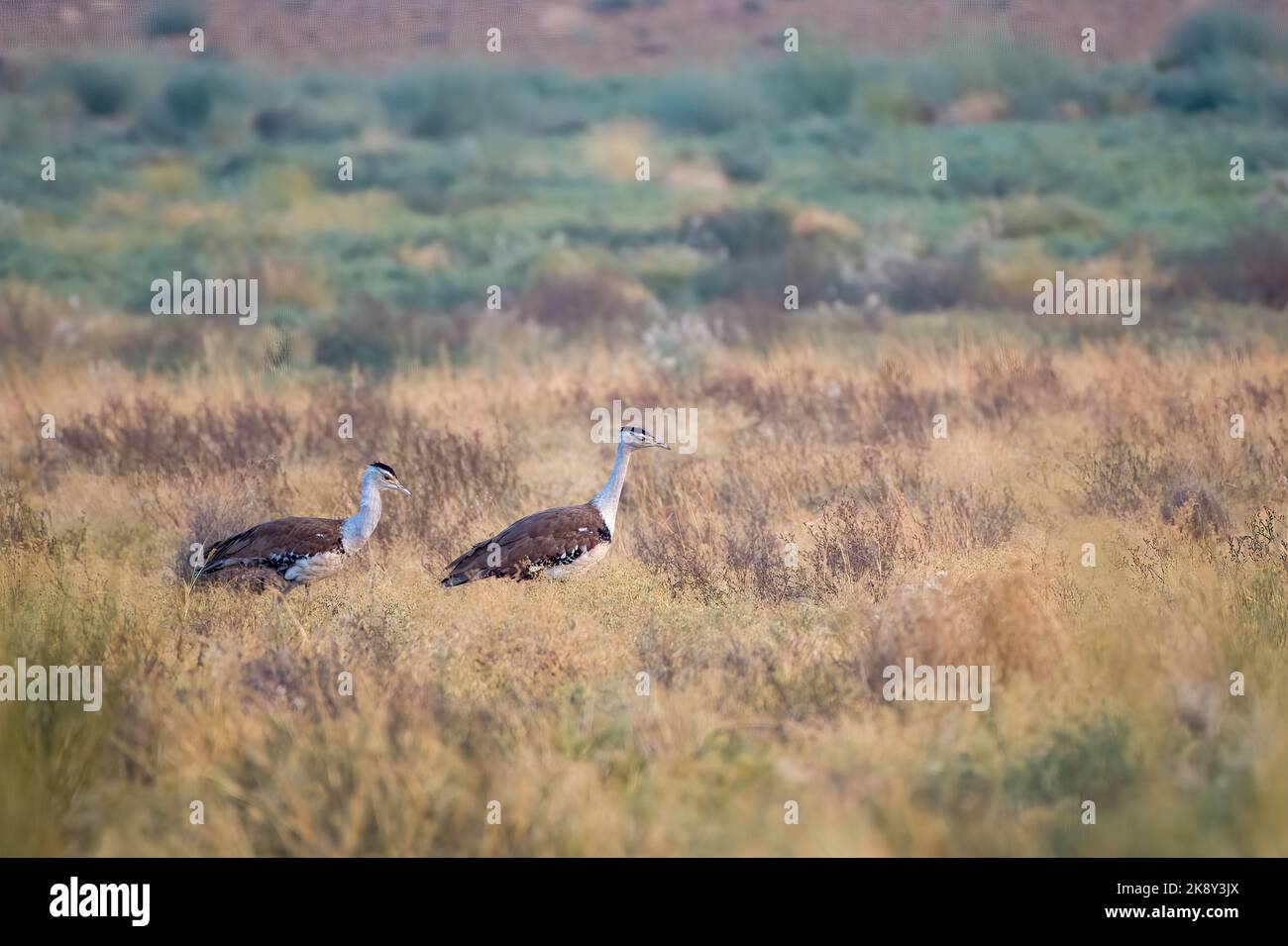 Große indische Trappe Ardeotis nigriceps oder indische Trappe im Desert National Park in der Nähe von Jaisalmer in Rajasthan, Indien beobachtet Stockfoto