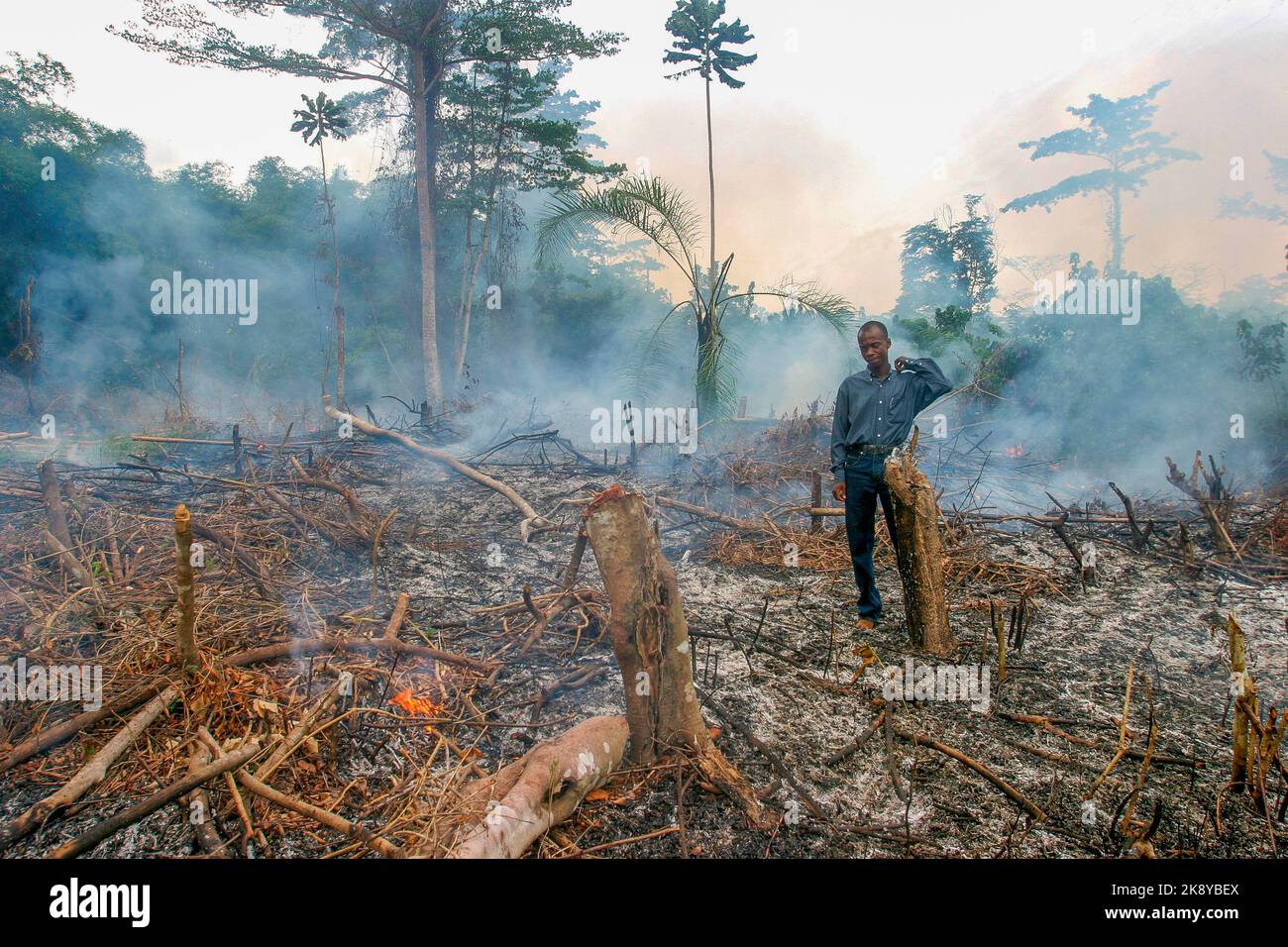 Ghana, Samreboi. Ein Landwirt sieht sich seine Arbeit des Slash and Burn in einem Teil des Regenwaldes an. Nach der Verbrennung wird er das Grundstück mit Mais und Pflanzen Stockfoto
