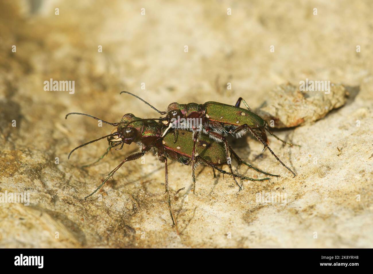 Eine Makroaufnahme von Feldpferden (Cicindela campestris), die sich paaren Stockfoto