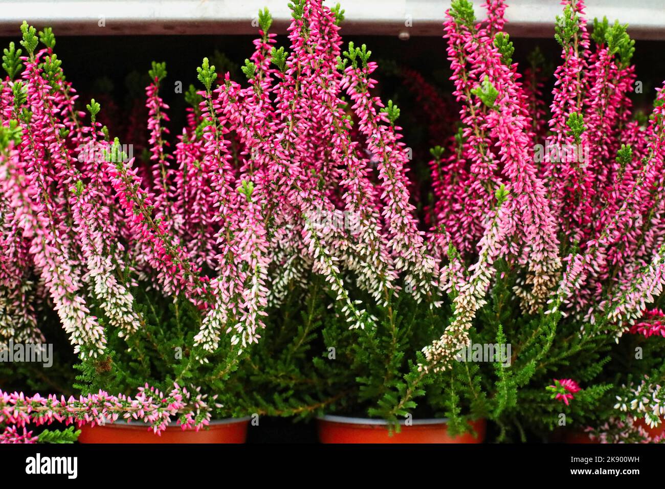 Die schönen rosa und weißen Heidekraut Blüten wachsen in Töpfen im Garten Stockfoto