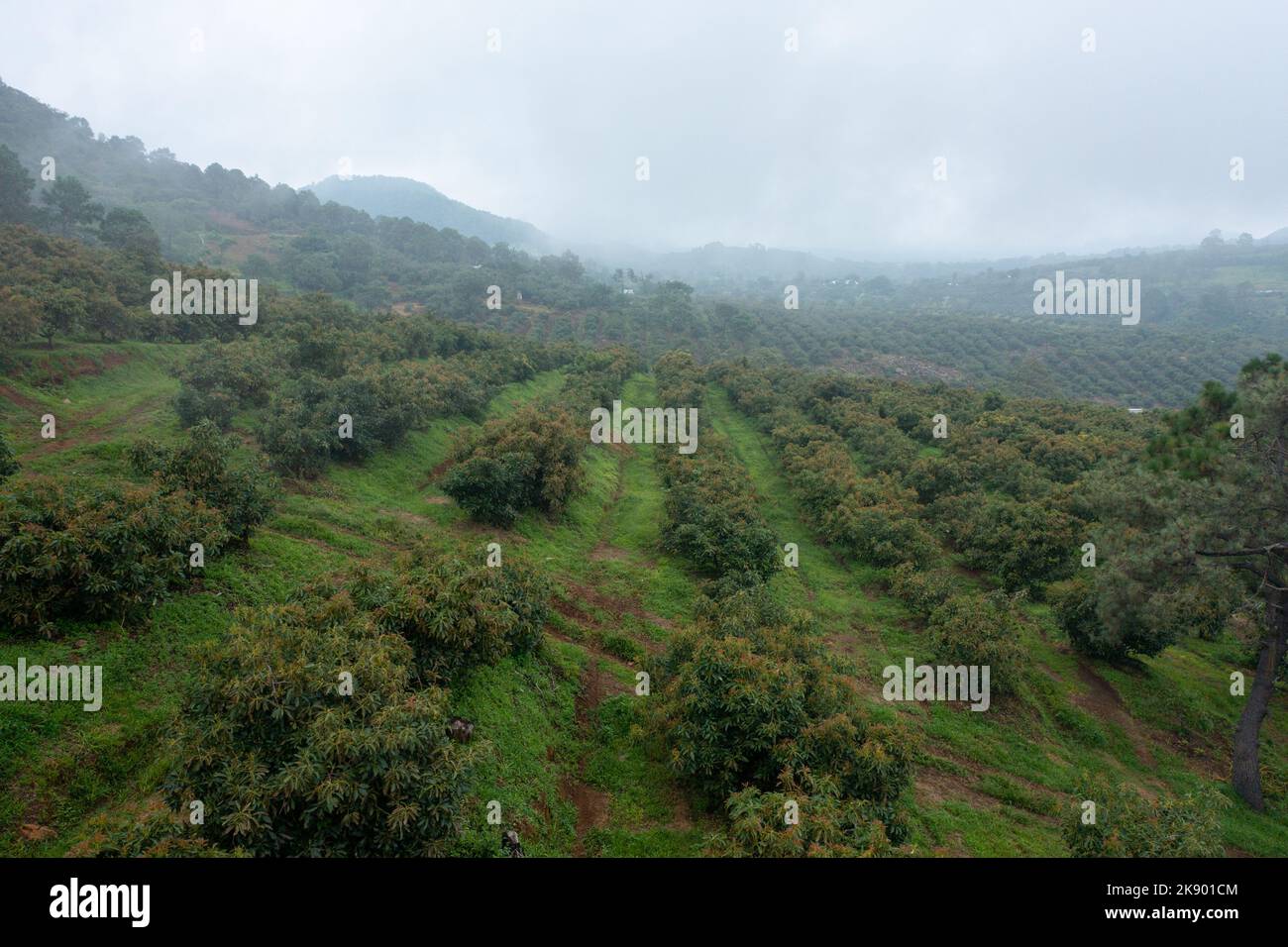 Eine Luftaufnahme von Mangoplantagen (Mangifera indica) mit hohen Bergen im Hintergrund Stockfoto