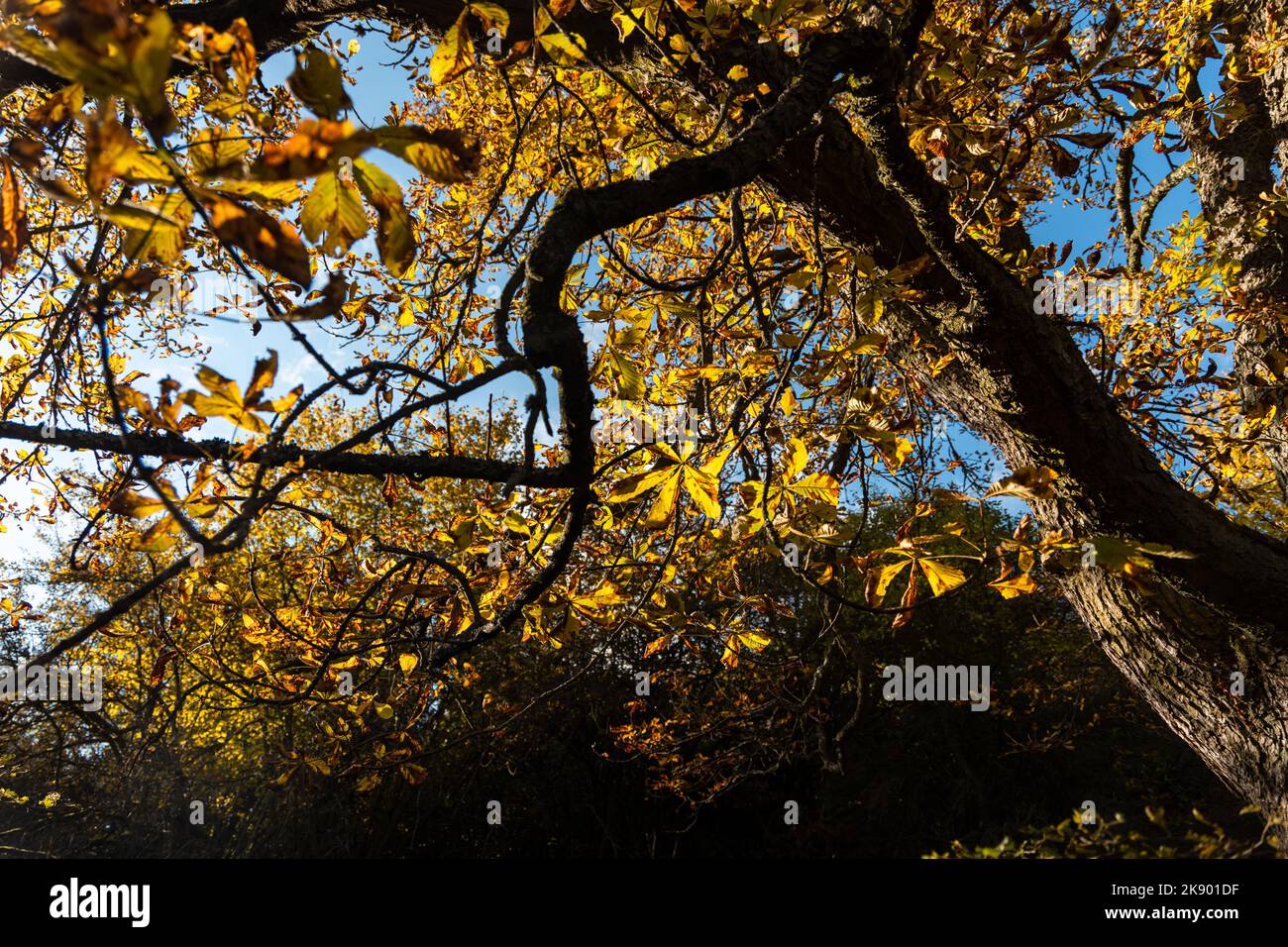 Herbst bunte Blätter auf einem Baum. Leuchtend gelbe Bäume. Fall auf Ovčí vrch (Schaafberg) bei Krasíkov im Bezirk Tachov, Region Pilsen, Tschechische republik. Stockfoto