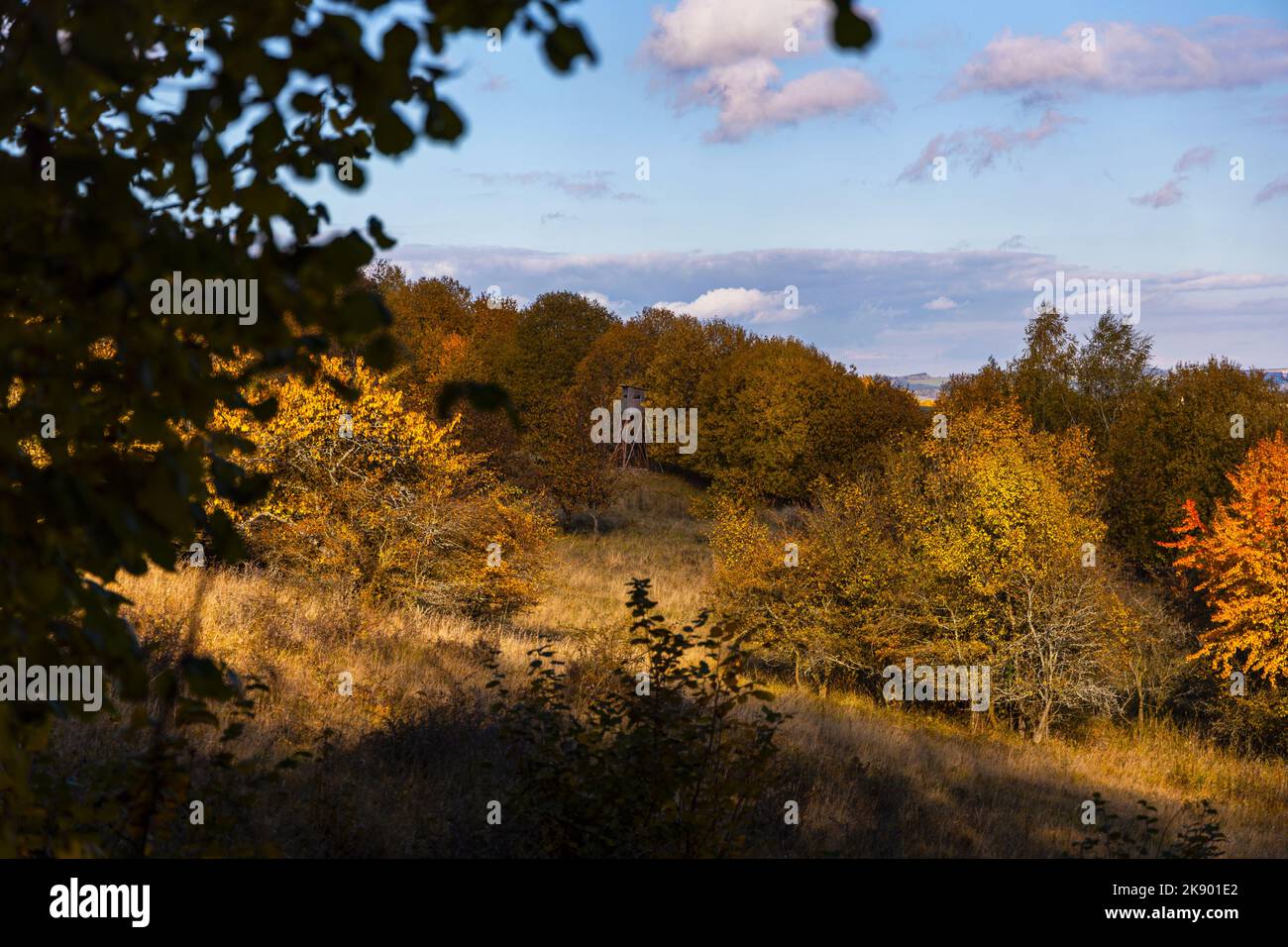 Bunte Herbstlandschaft mit einem Baumstand (Hirschstand) für Jäger. Wunderschöne gelbe Bäume. Fall auf Ovčí vrch (Schaafberg) bei Krasíkov bei Tachov Stockfoto