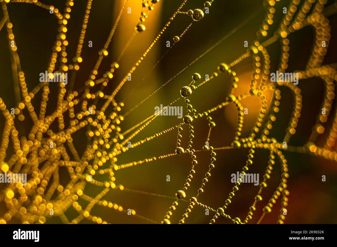 Tautropfen glitzern auf Spinnweben mit Hintergrundbeleuchtung Stockfoto