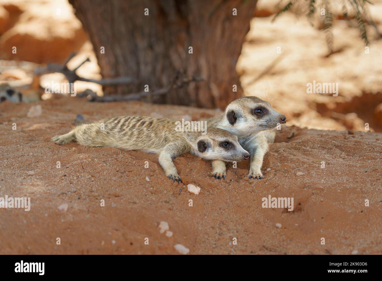 2 Erdmännchen (Suricata suricatta) sind ein intimer Moment. Kgalagadi Transfrontier Park, Kalahari, Südafrika Stockfoto