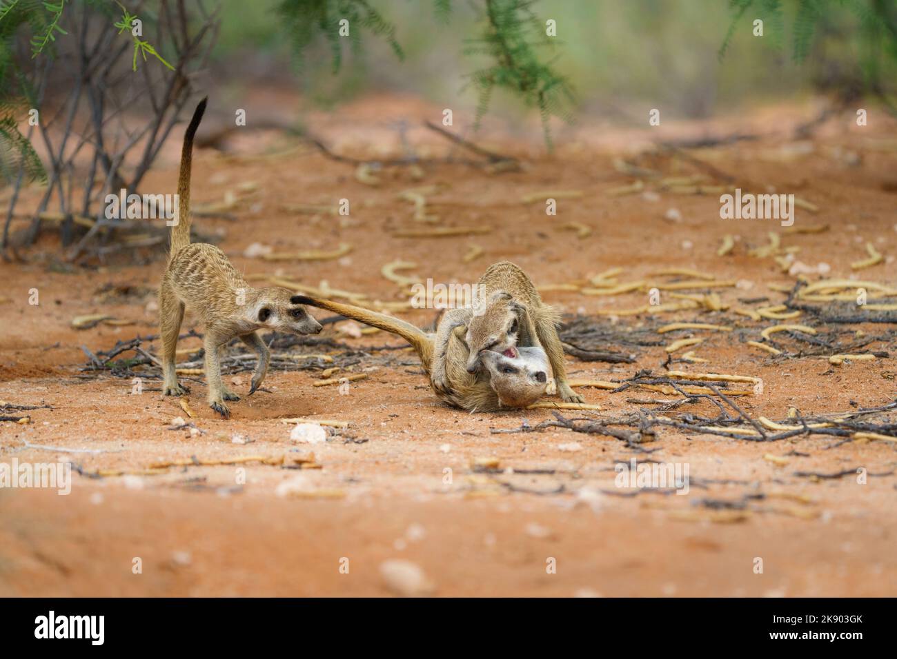 3 Erdmännchen kämpfen. (Suricata suricatta). Kgalagadi Transfrontier Park, Kalahari, Südafrika Stockfoto