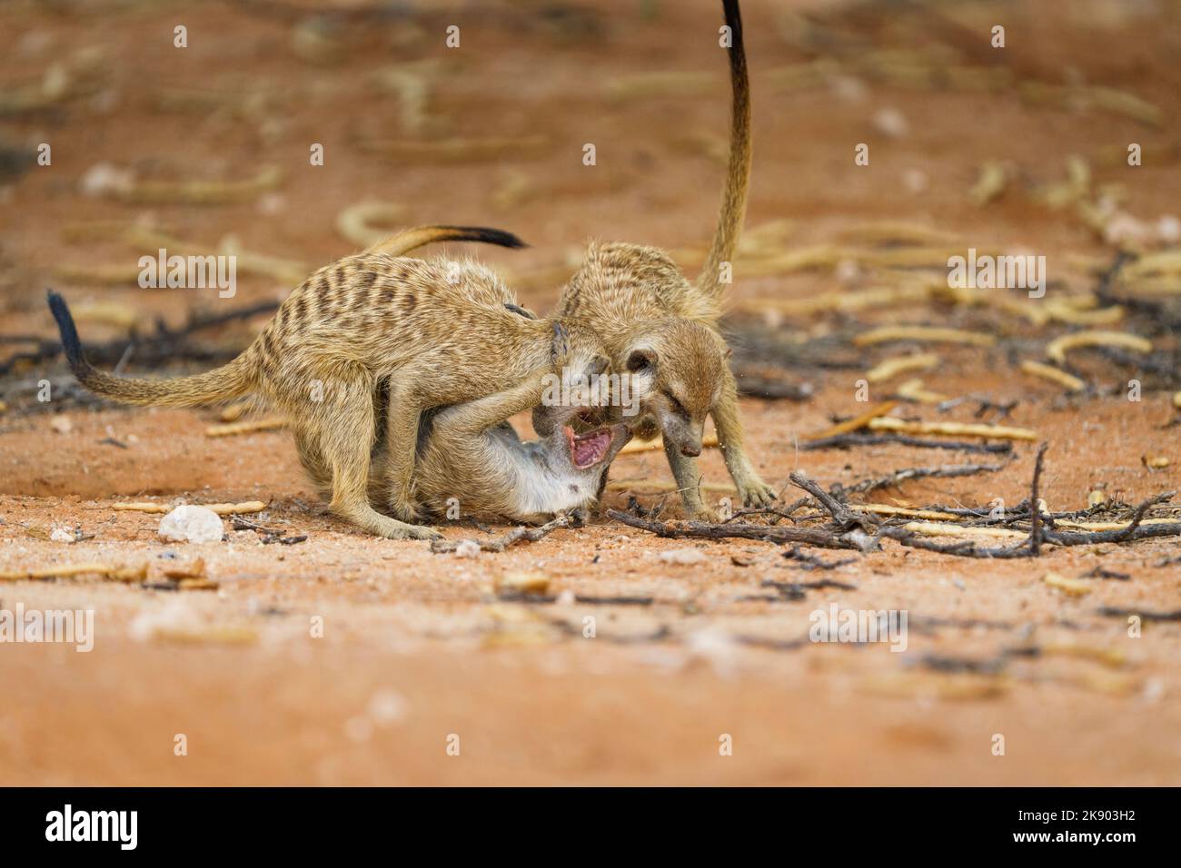 3 Erdmännchen kämpfen. (Suricata suricatta). Kgalagadi Transfrontier Park, Kalahari, Südafrika Stockfoto