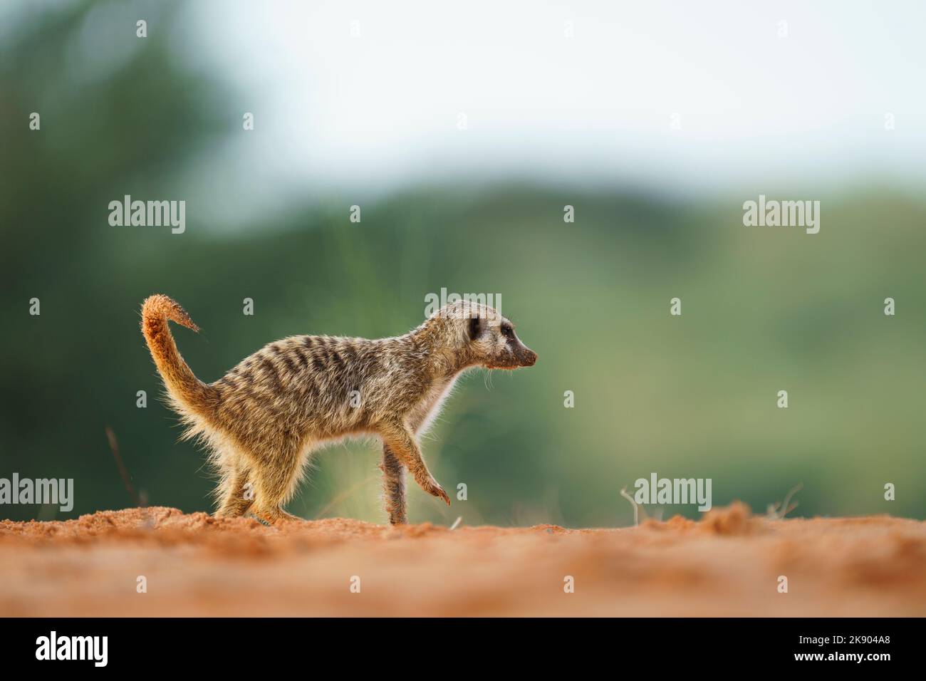 Baby Meerkat (Suricata suricatta) ist vorsichtig bei Gefahr. Kgalagadi Transfrontier Park, Kalahari, Südafrika Stockfoto