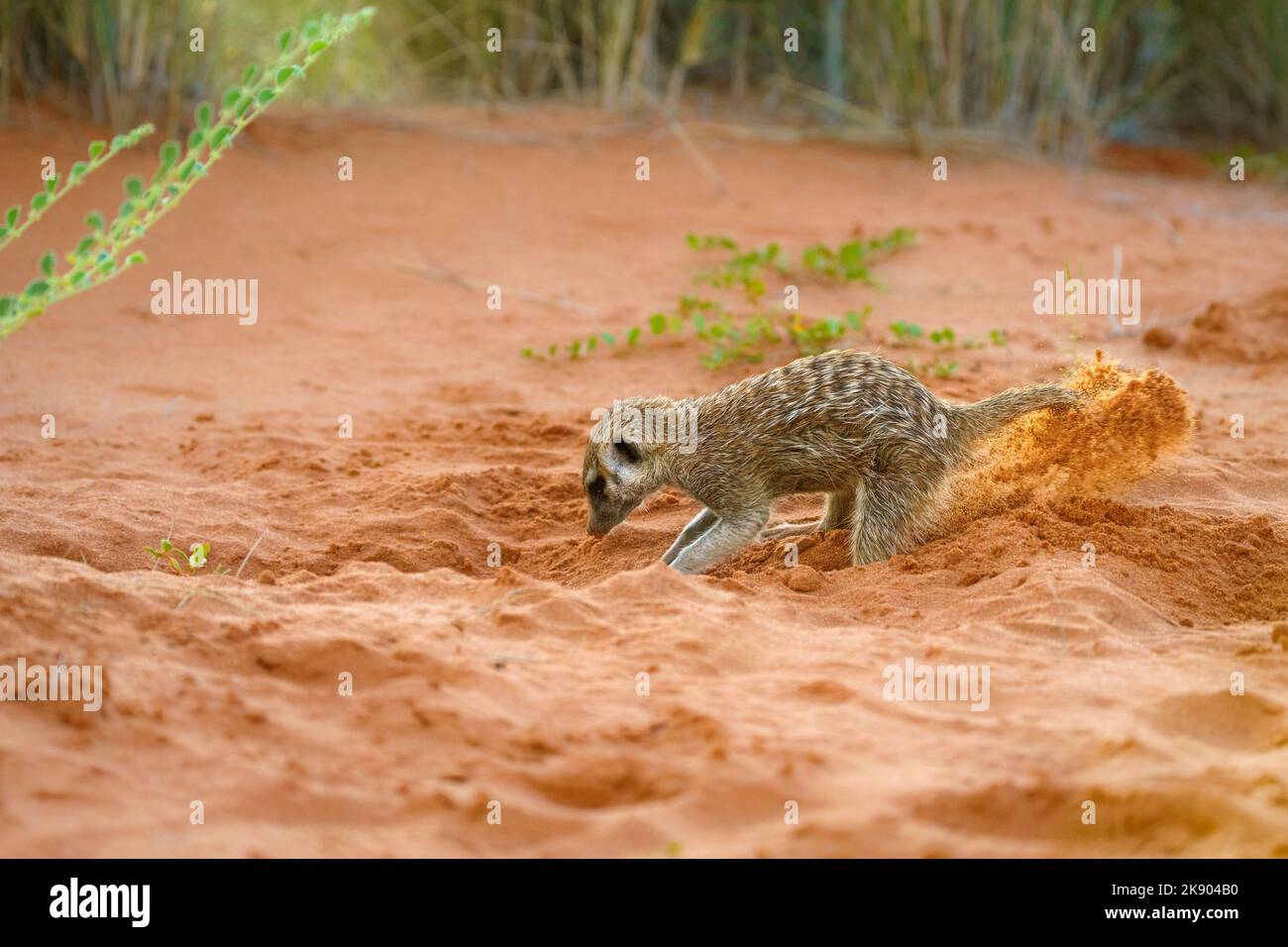 Süßes Erdmännchen Baby (Suricata suricatta) beim Graben nach Nahrung, rote Soi in der Luft. Kgalagadi Transfrontier Park, Kalahari, Südafrika Stockfoto