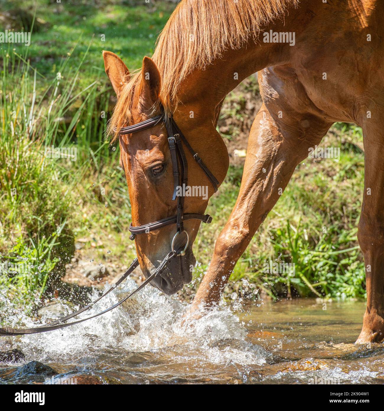 Pferd pfält am Wasser Stockfoto