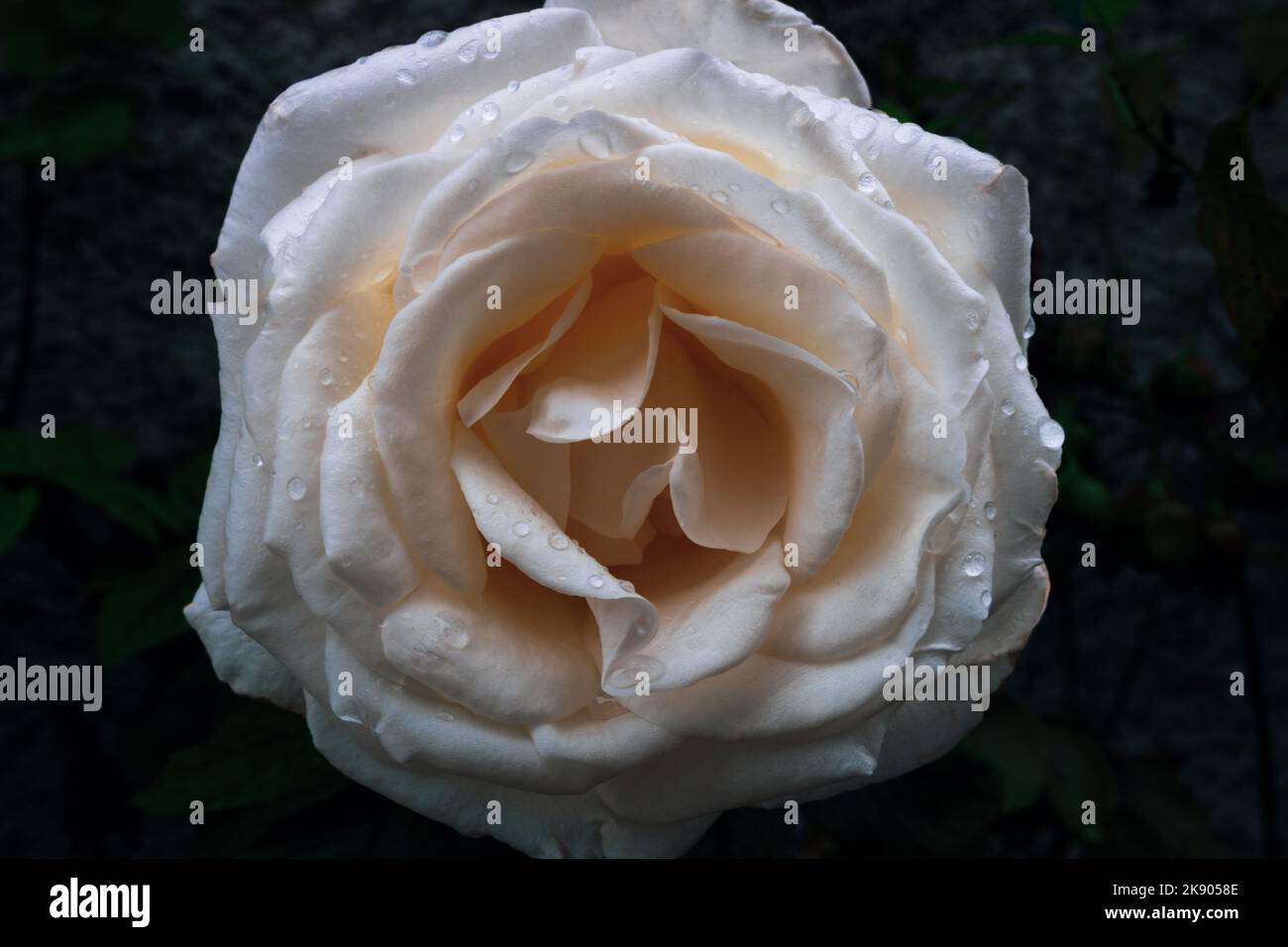 Makrofotografie einer nassen weißen Rose mit goldenen Schattierungen. Blume nach dem Regen mit Wassertropfen auf seinen hellen Blütenblättern auf dunklem Hintergrund Stockfoto