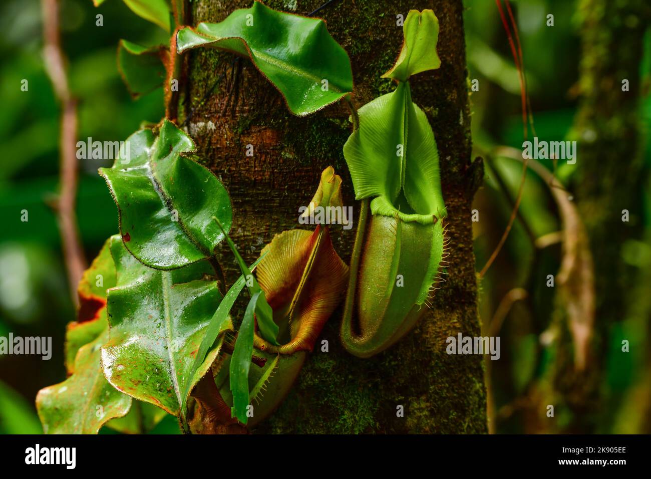 Nahaufnahme der Pitcher-Pflanze (Nepenthes sp.), die einen Baumstamm aufwächst Kinabalu National Park, Sabah, Borneo, Malaysia. Stockfoto