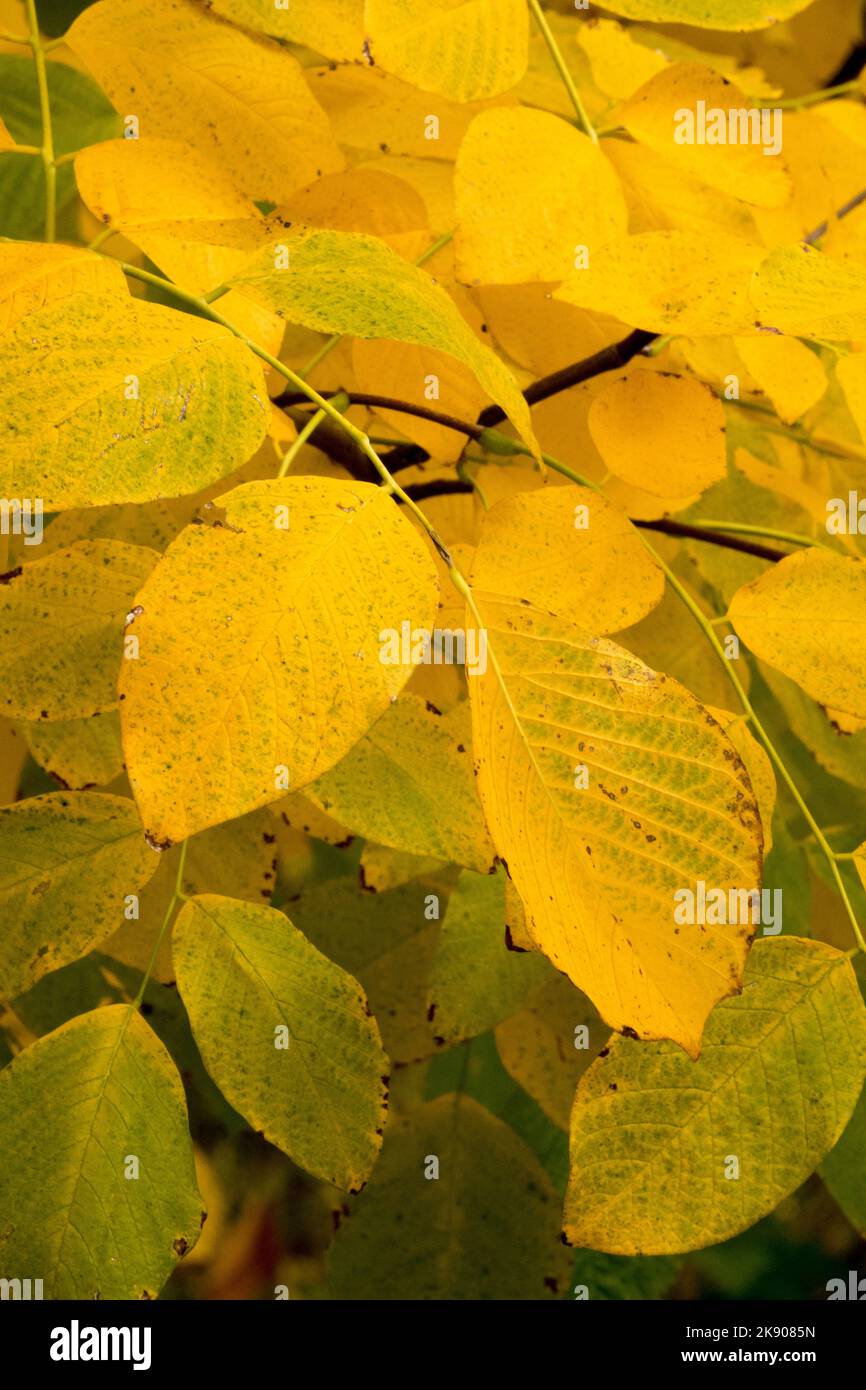 Cladrastis kentukea, Kentucky Yellowwood, Cladrastis lutea, Herbst Stockfoto