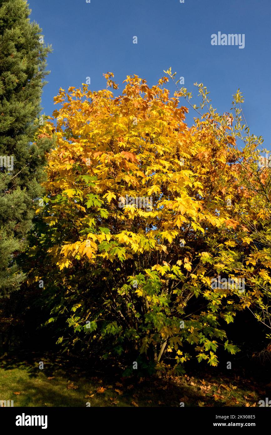 Bigleaf Maple Tree Acer macrophyllum, Ahornblätter, Herbstlaub Stockfoto