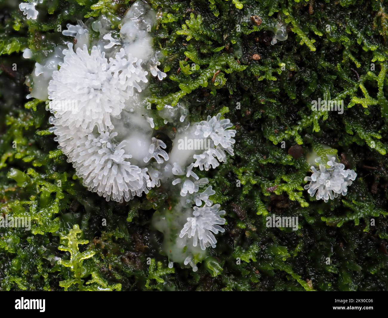 Ceratiomyxa fruticulosa aka Coral Slime Moud wächst auf moosigen, feuchten Baumstamm. Stockfoto