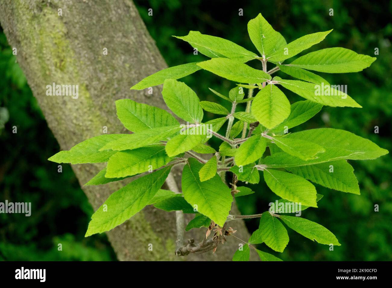 Nikko Maple, Acer nikoense, Maple verlässt Acer maximowiczianum Stockfoto