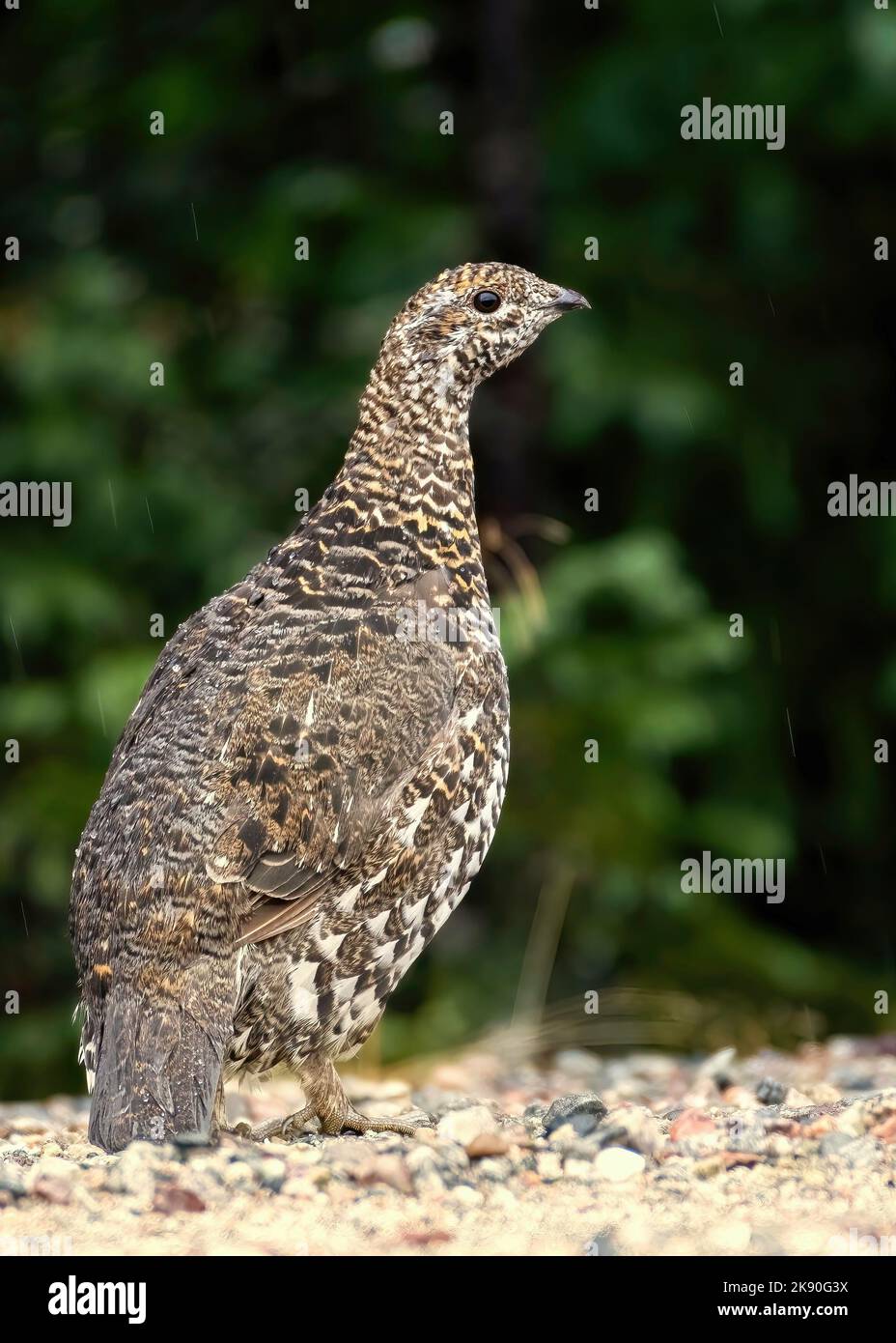 Weibliches Fichtenhuhn (Falcipennis canadensis) im Regen auf grünem Grund, auf Schotterboden Stockfoto