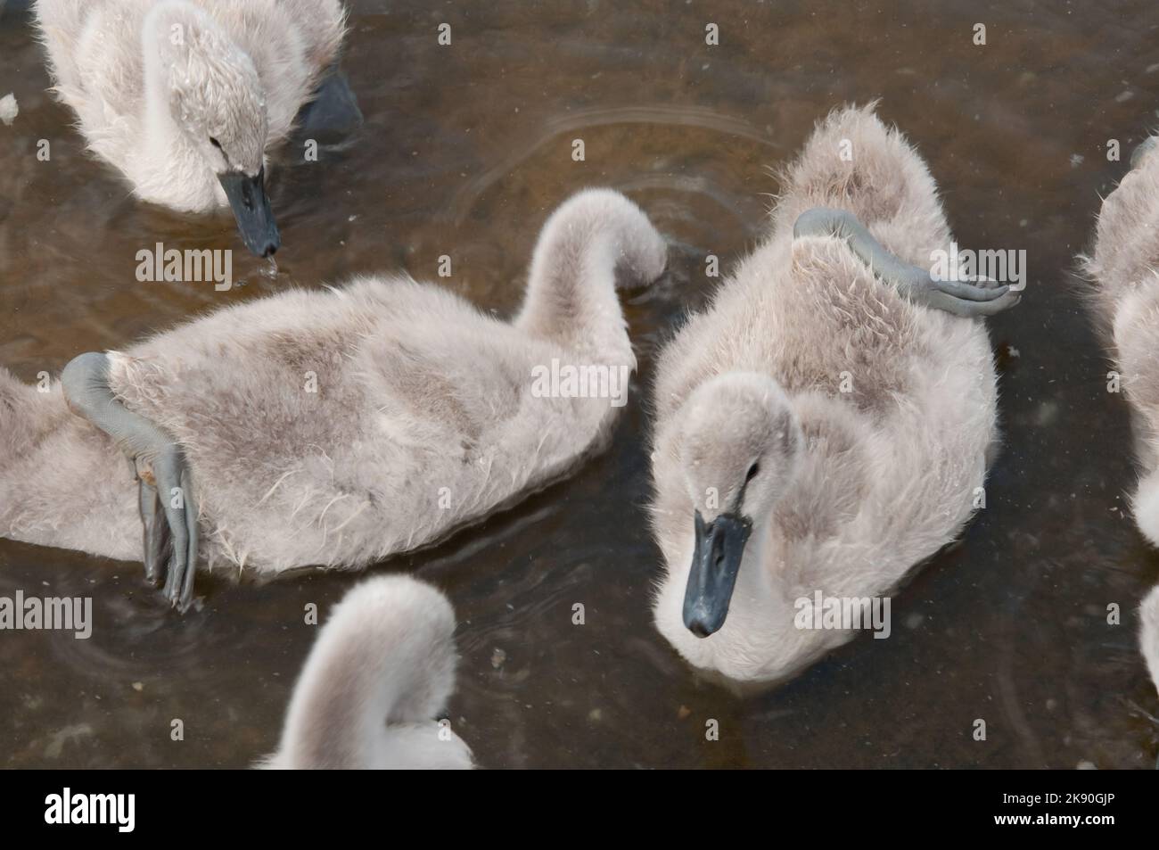 Cygnets, The Serpentine, Hyde Park, London, Großbritannien Stockfoto