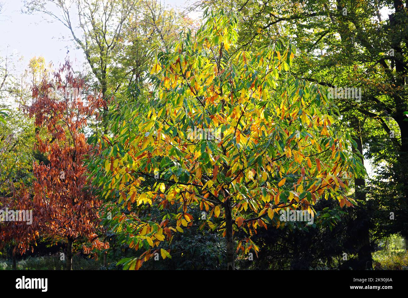 Herbst im Park, Baum mit bunten Blättern, Sonnenlicht, Fokus auf den Vordergrund Stockfoto