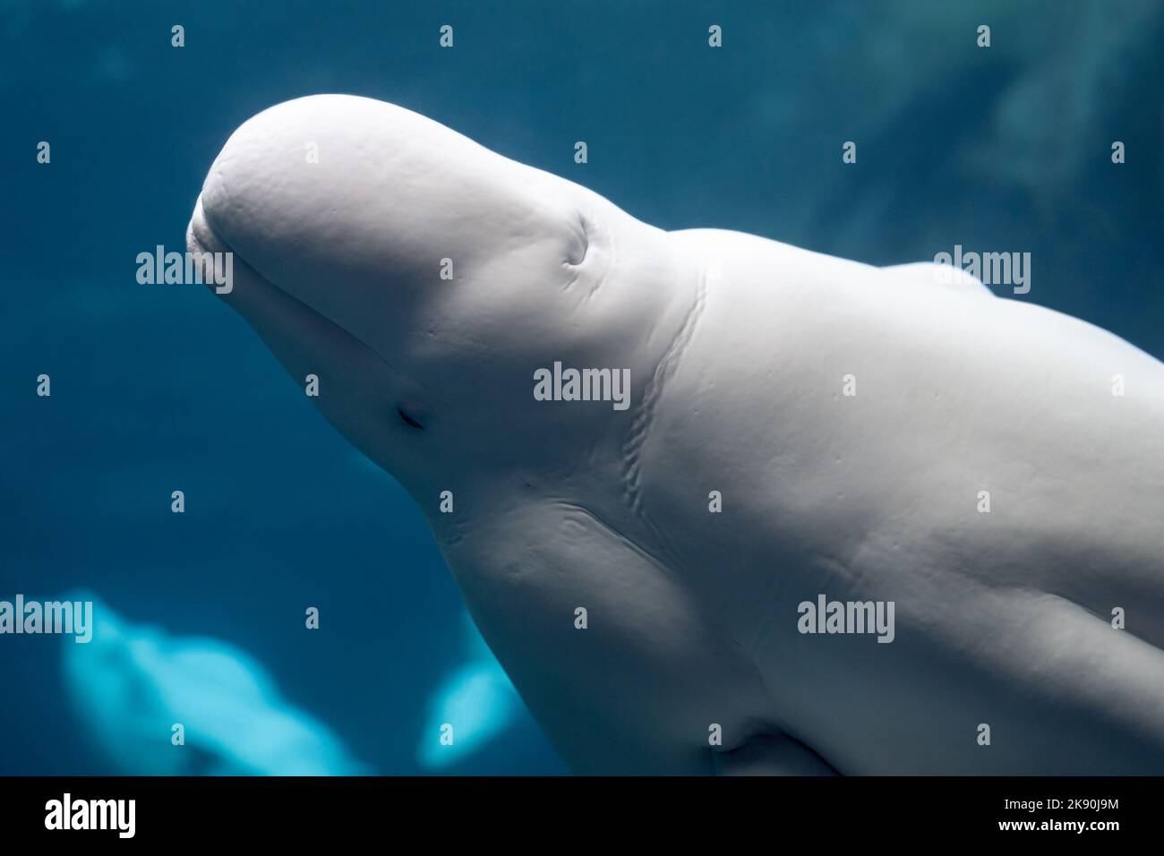 Beluga-Wale (Delphinapterus leucas) im Georgia Aquarium in der Innenstadt von Atlanta, Georgia. (USA) Stockfoto
