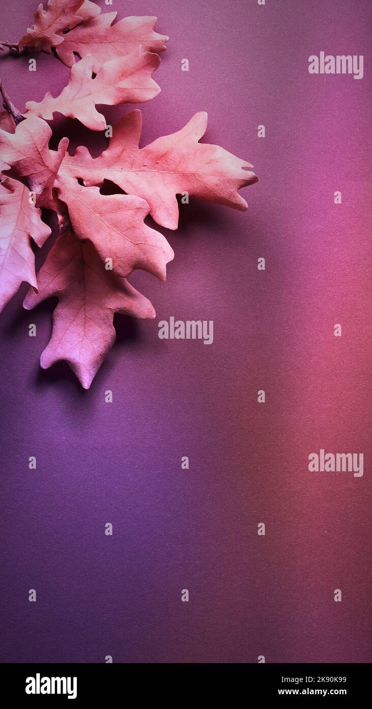 Abstrakt Herbsthintergrund mit trockenen Eichenblättern auf dunklem Papier. Toned braun kastanienrosa Bild. Social Media vertikale Geschichten Hintergrund. Stockfoto