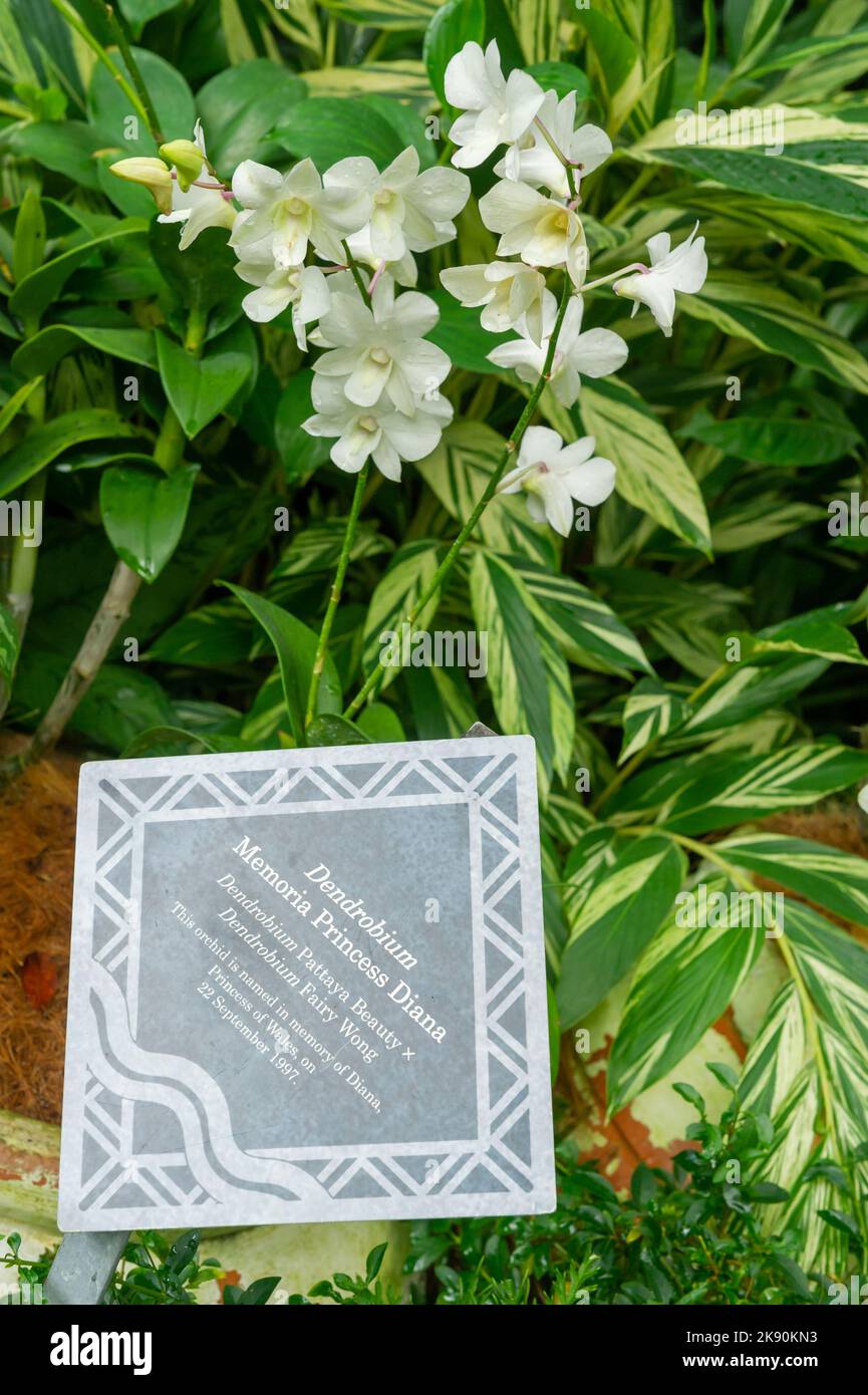 Prinzessin Diana Orchidee im Singapore National Orchid Garden Stockfoto