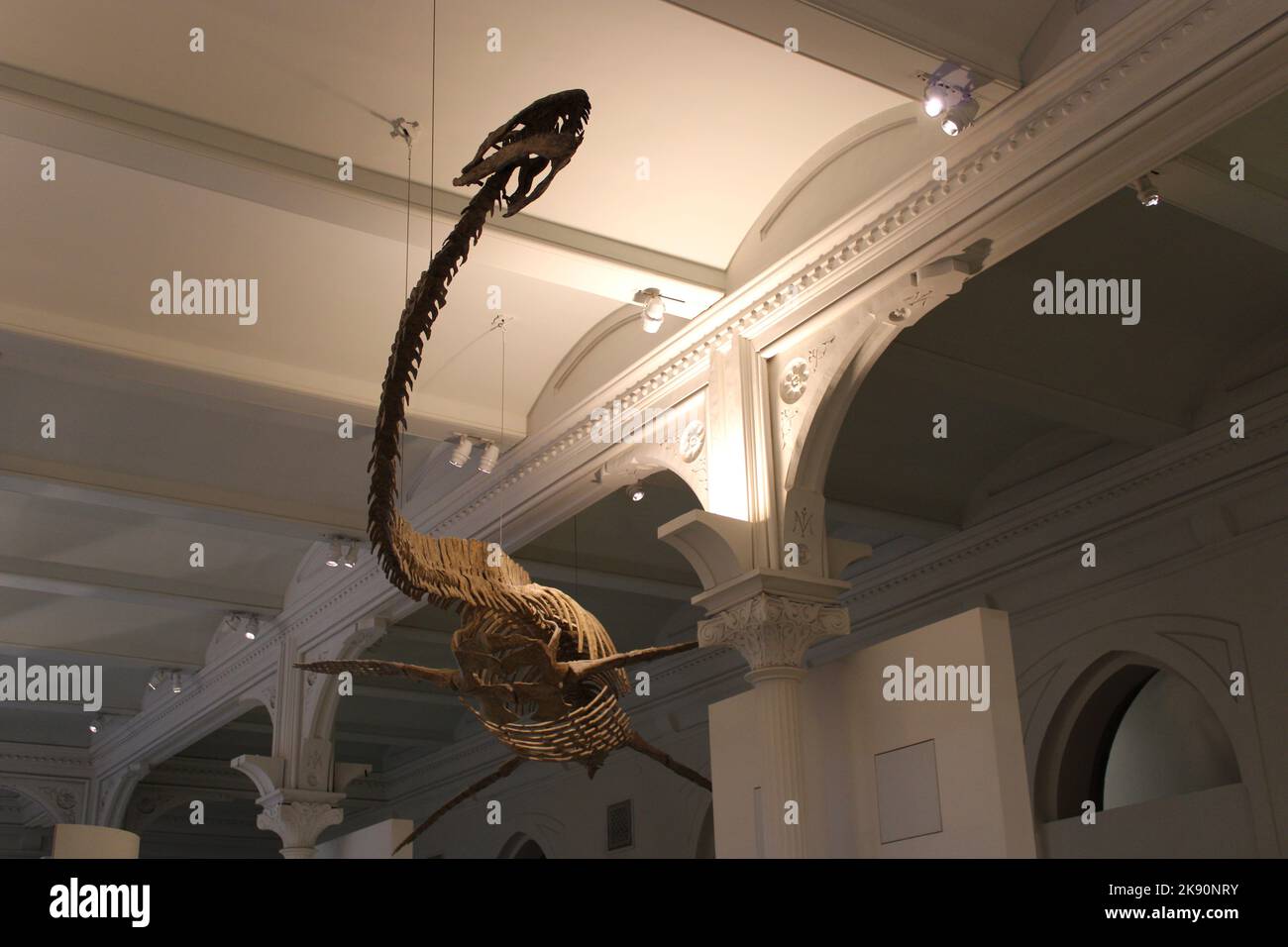 Ein Woolly-Mammutfossil, gut erhalten im Museum Stockfoto