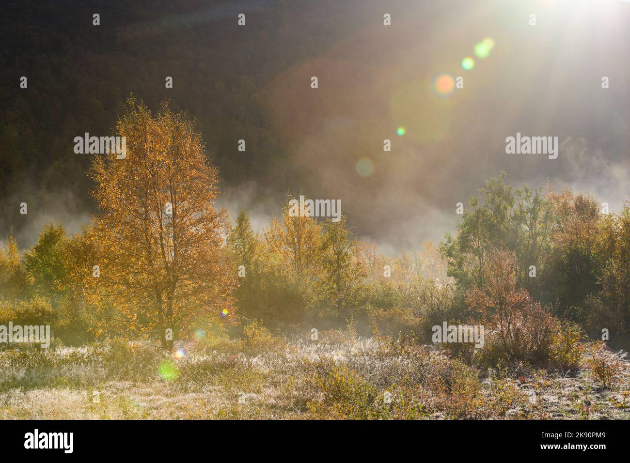 Birken mit Herbstfarben im Nebel, mit Linsenflecken, die durch die Sonne verursacht werden Stockfoto