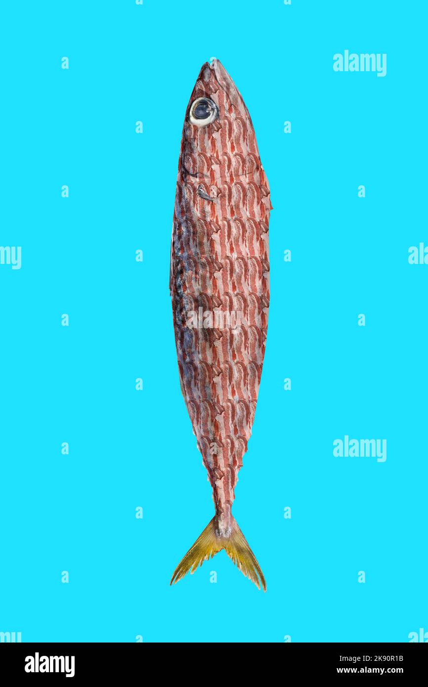 Kunstcollage mit Makrelenfisch und Speck. Foto auf einem Sommer Pastell Hintergrund. Modernes Essenskonzept. Idee für Werbung und Marketing. Für Text platzieren Stockfoto