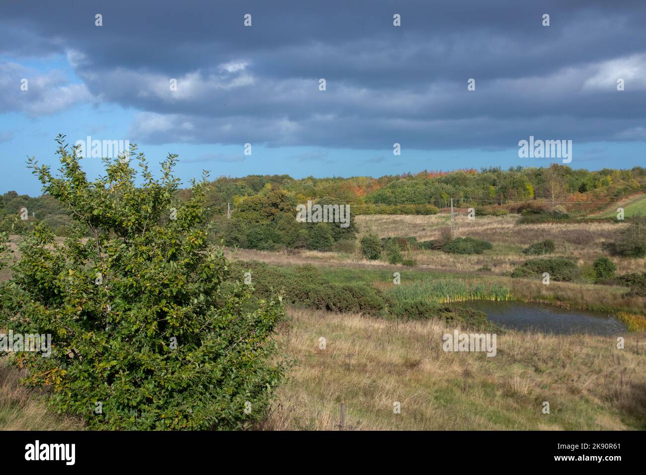 Blick über das Daisy Hill Nature Reserve bei Herbstsonne Stockfoto