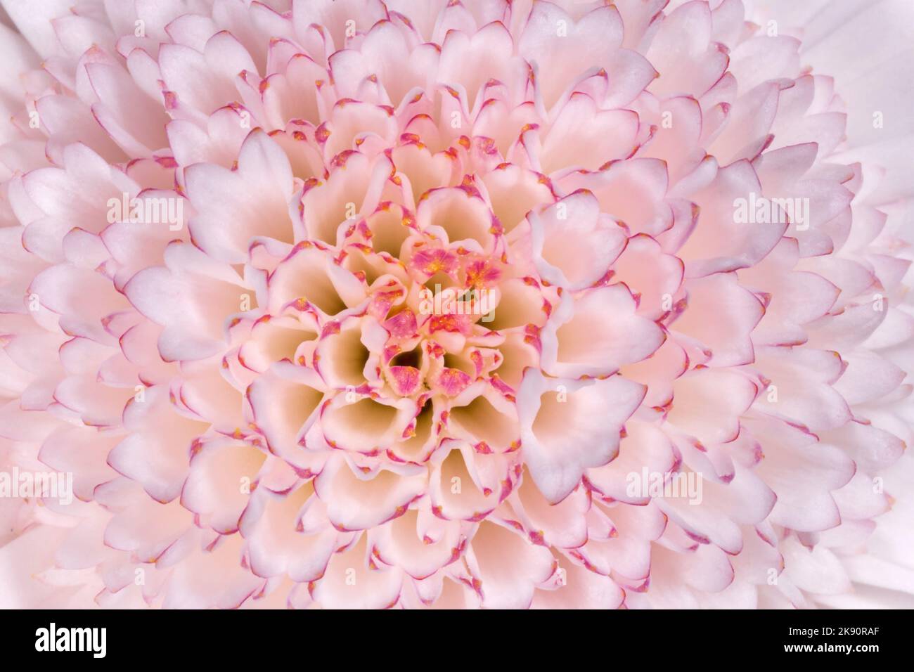 Nahaufnahme von weiss mit lila Chrysanthemenblüte Stockfoto
