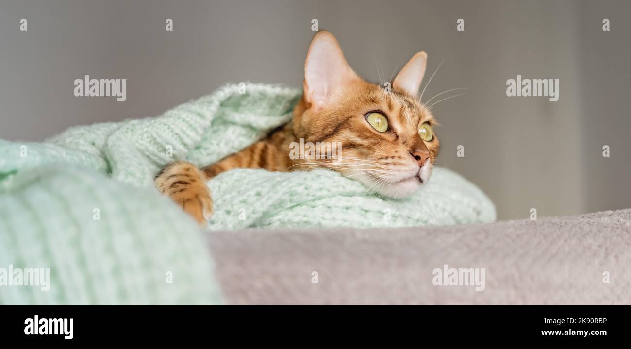 Bengalkatze ruht auf dem Bett, eingewickelt in einen Pullover im Zimmer. Stockfoto