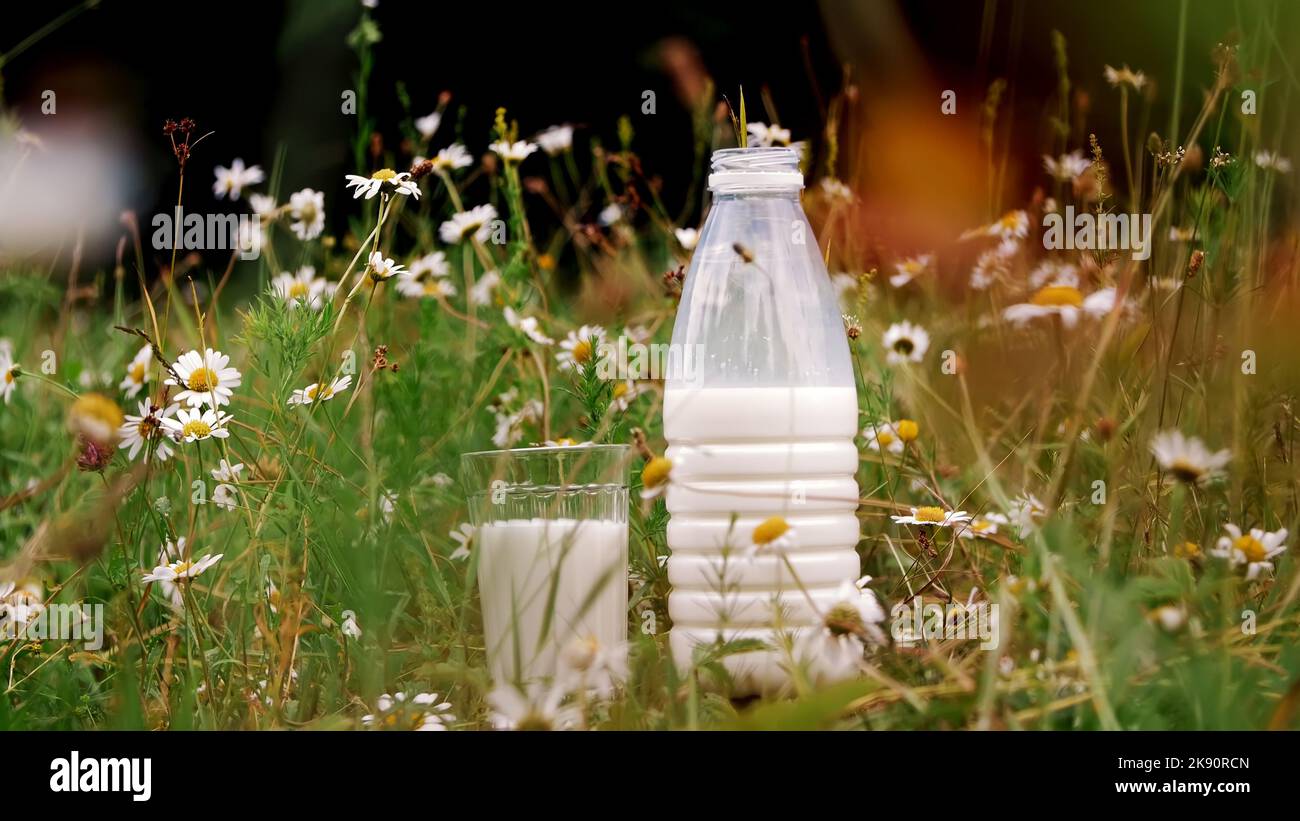 Im Gras, zwischen den Gänseblümchen, stehen eine Flasche Milch und ein Glas Milch. Nahaufnahme. Hochwertige Fotos Stockfoto